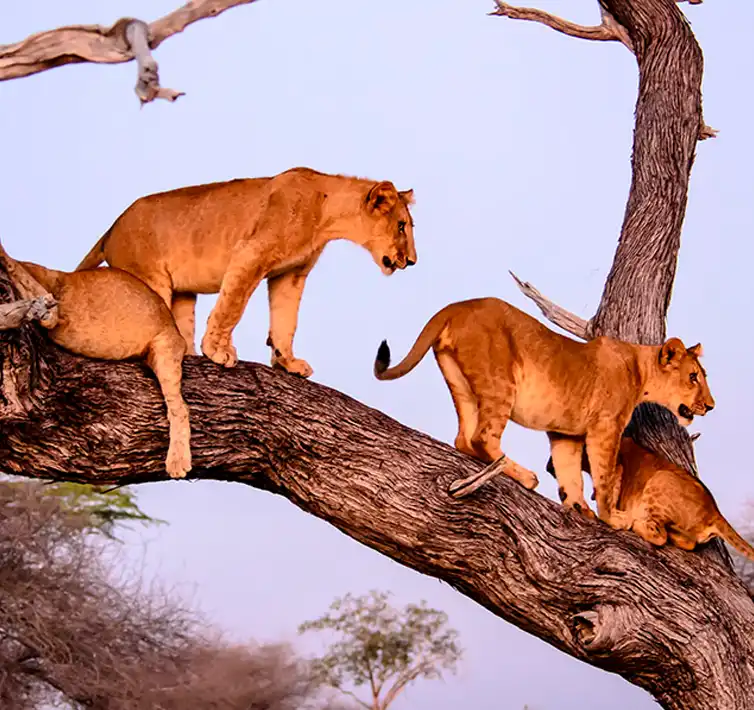 Why Lake Manyara National Park Stands Out