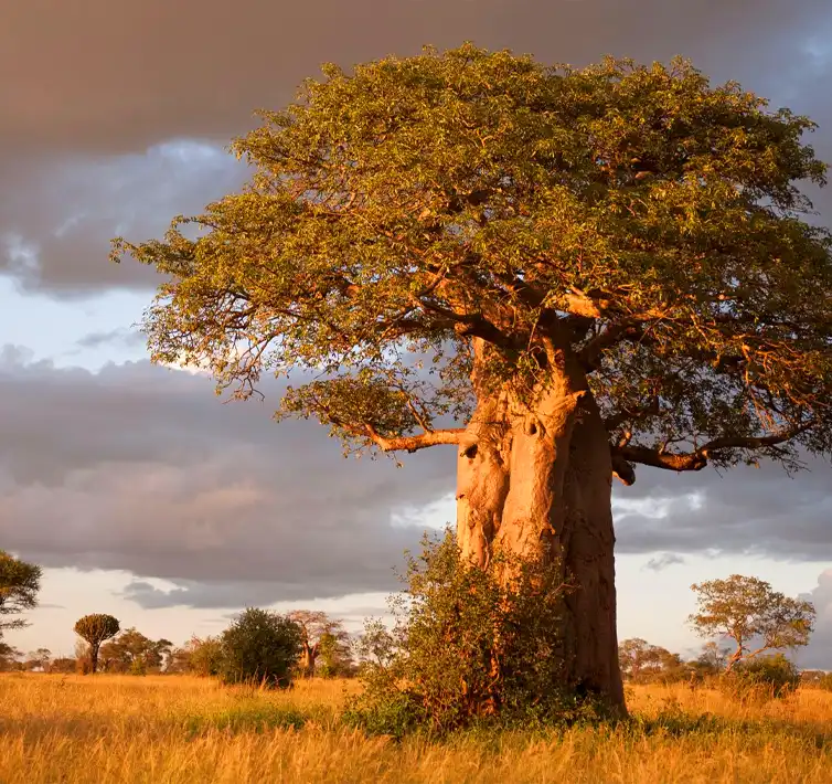 Why Tarangire National Park Stands Out