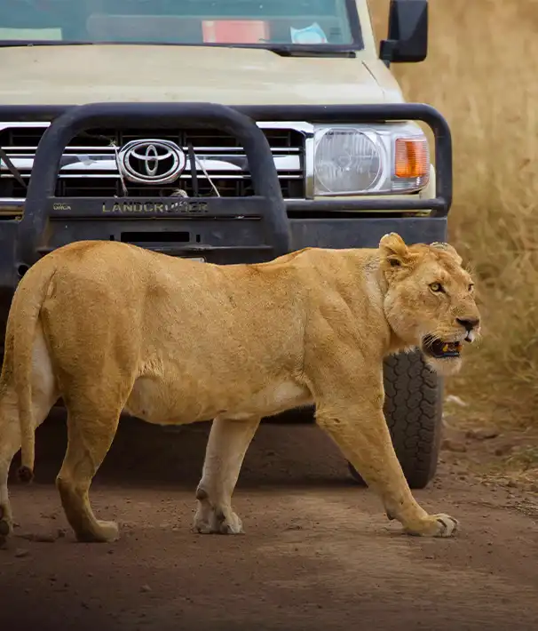 Wildlife in Tanzania