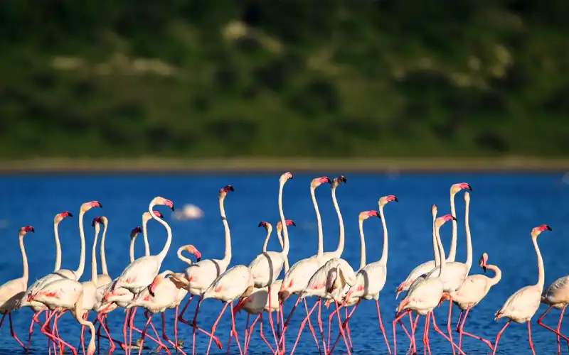 Lake Manyara National Park