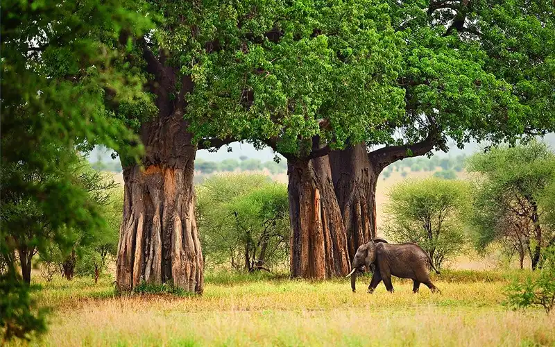 Tarangire National Park