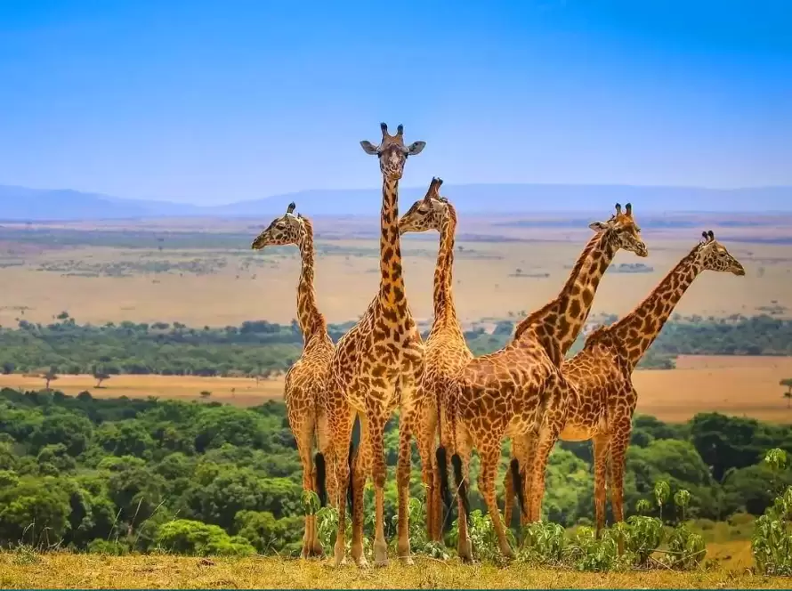 3-Day Serengeti & Ngorongoro Safari