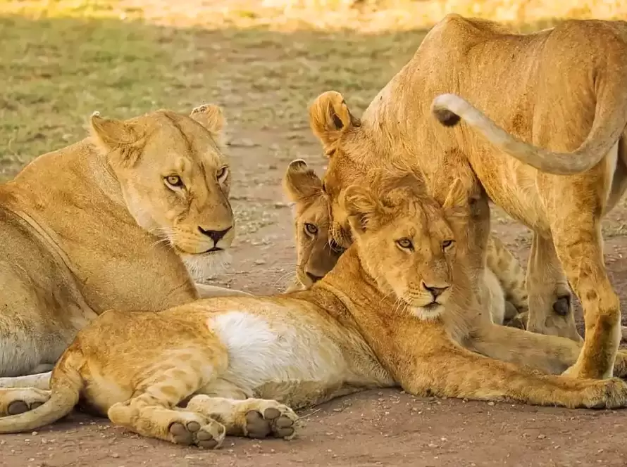 4-Day Serengeti & Ngorongoro Safari