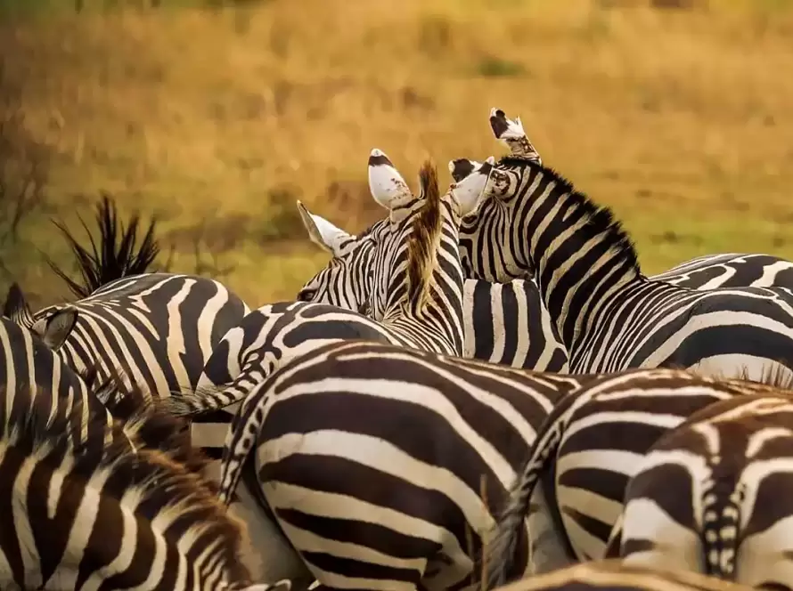5-Day Tarangire, Serengeti & Ngorongoro Safari