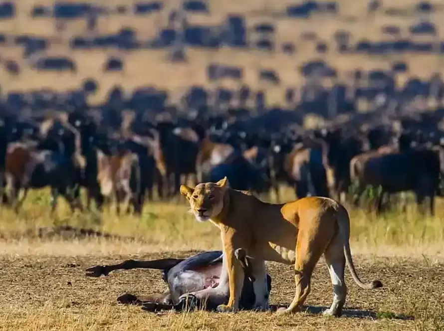 7-Day Great Migration Safari