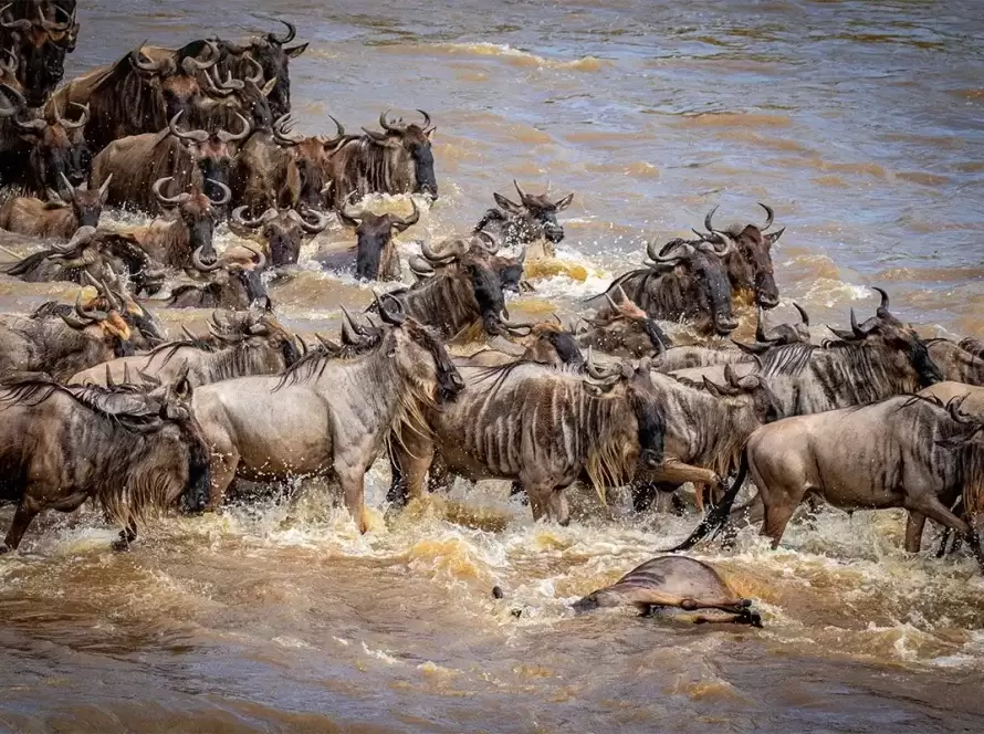 9-Day Follow the Wildebeest Migration Safari