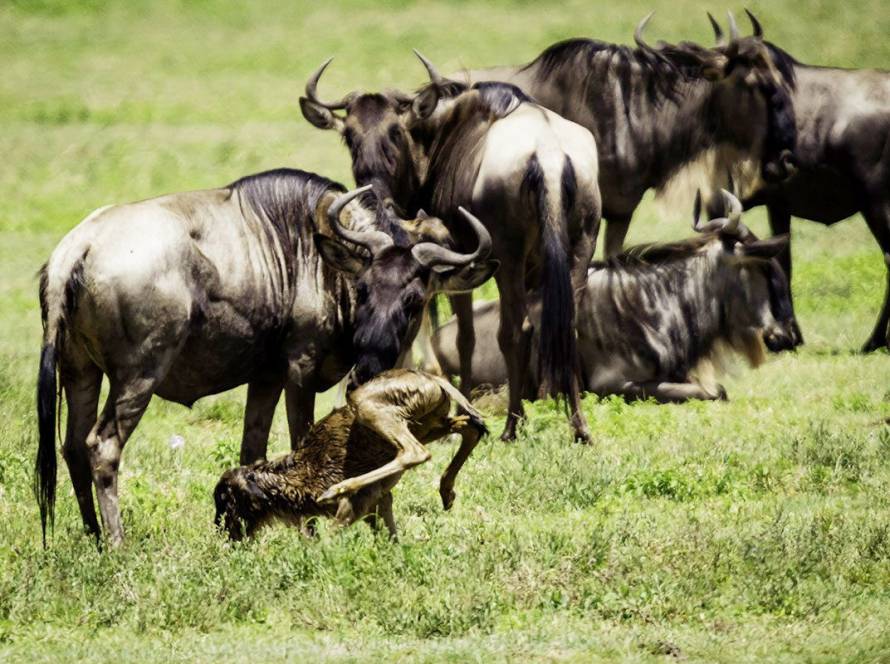 6-Day Ndutu Migration Safari