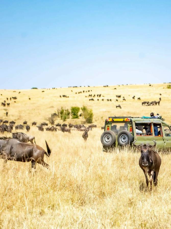 safari_car safari_car
